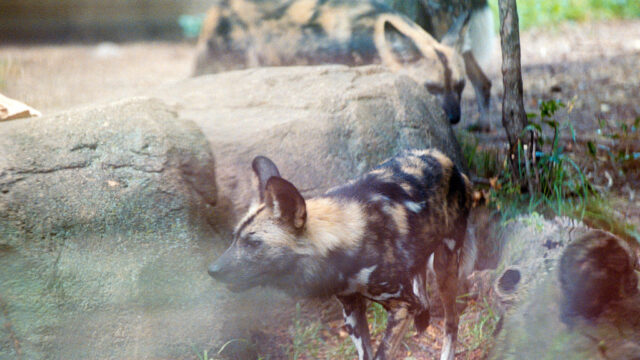 Why Everyone Talks About Africas Wild Dogs Are The Most…