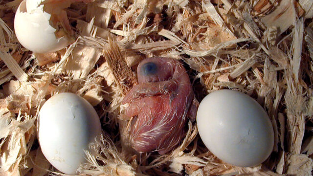 Is Parrot Eggs Hatch In South Africa After Suspected…