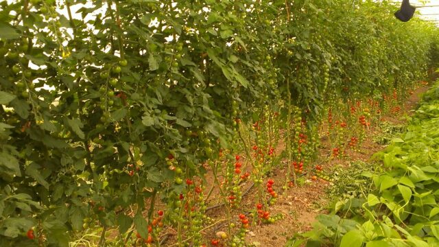 The Truth About Bridgetown Natural Foods To Add 237 Jobs…